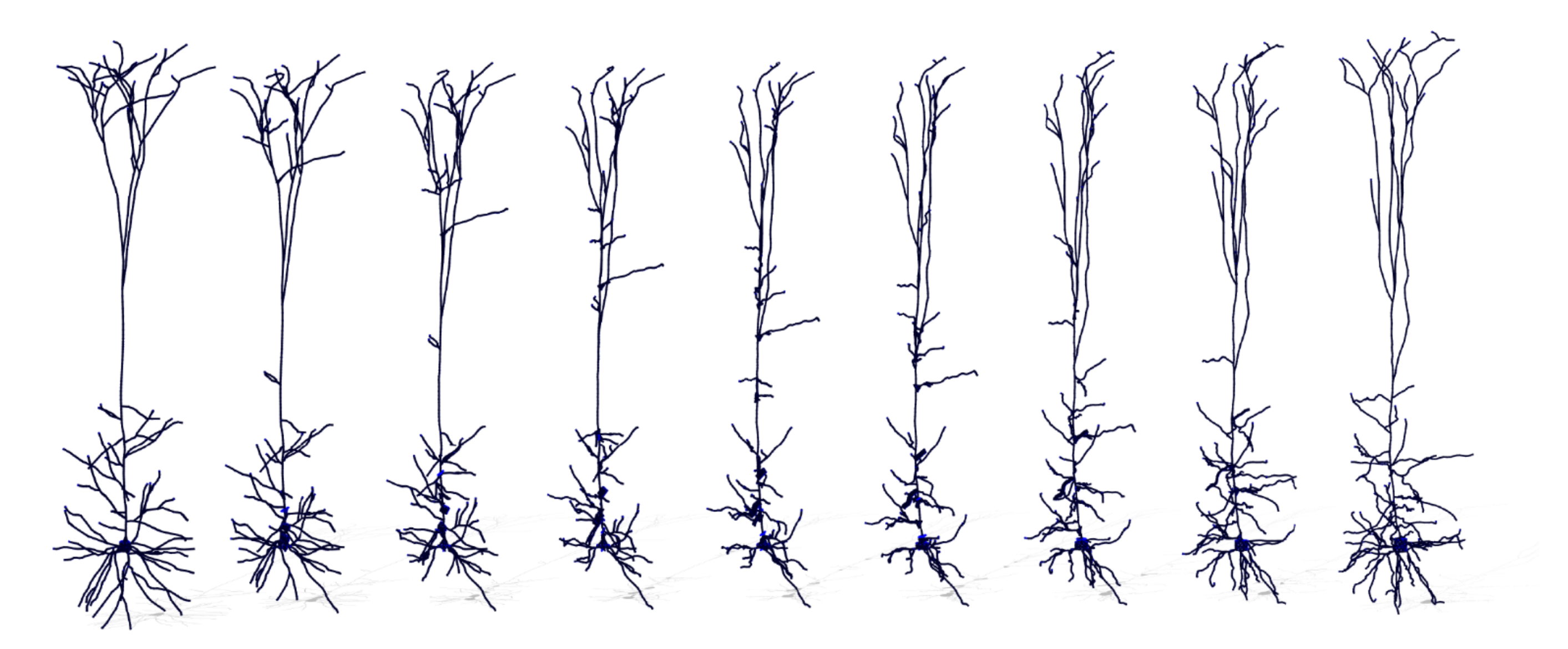 Morphing Neurons