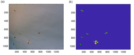 bee tracking