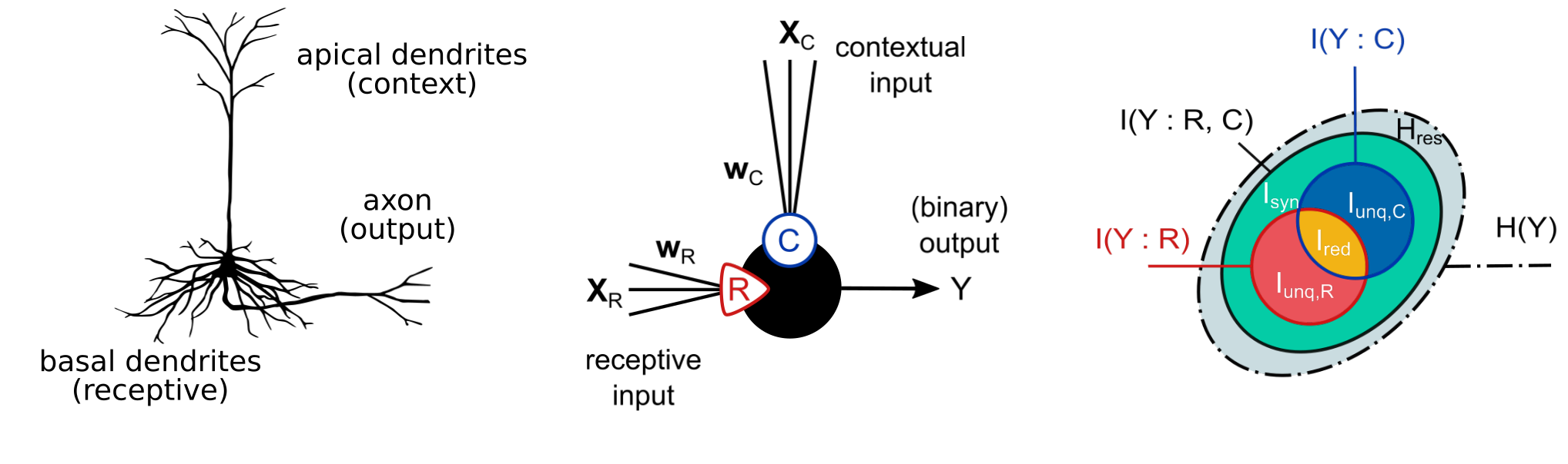 Informorphic networks