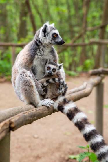 Lemurs