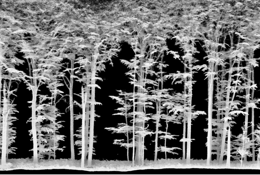 tree point clouds